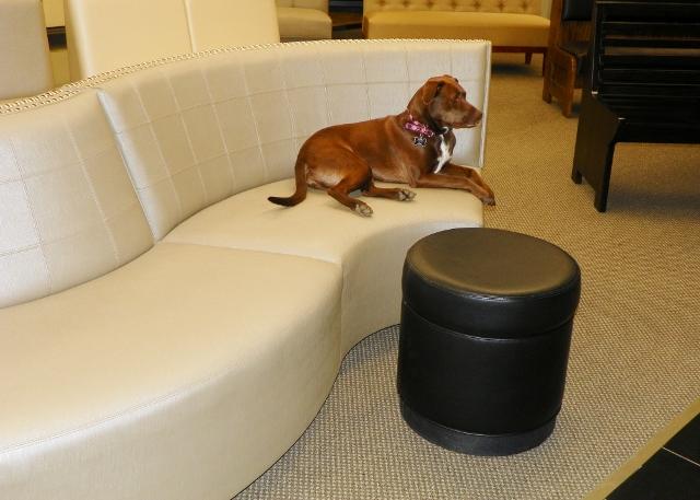 Ruby the dog sitting on shaped seating
